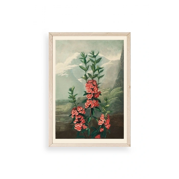 Narrow-Leaved Kalmia Ahşap Çerçeveli Tablo 30 x 42