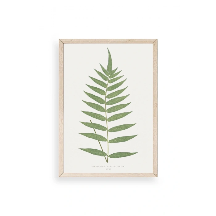 Polypodium Franxinifolium Ahşap Çerçeveli Tablo 30 x 42