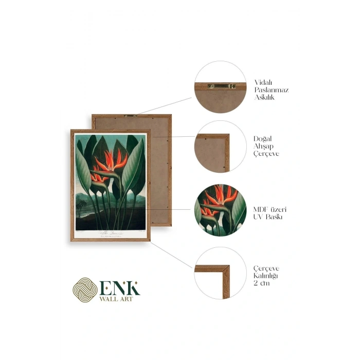 The Queen Plant Ahşap Çerçeveli Tablo 50 x 70