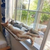 Window-Mounted Cat Bed