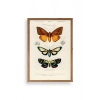 Kelebekler Ahşap Çerçeveli Tablo 50 x 70