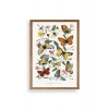 Lepidopteres Diurnes Ahşap Çerçeveli Tablo 23 x 30
