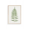 Polypodium Franxinifolium Ahşap Çerçeveli Tablo 30 x 42