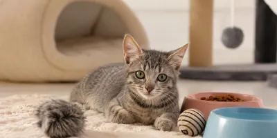 Kedi Bakımı Nasıl Yapılır?