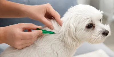 Köpeklerde Kene ve Pire Koruması