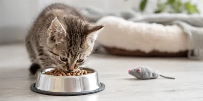 Yavru Kedi Beslenmesi Nasıl Olmalıdır?