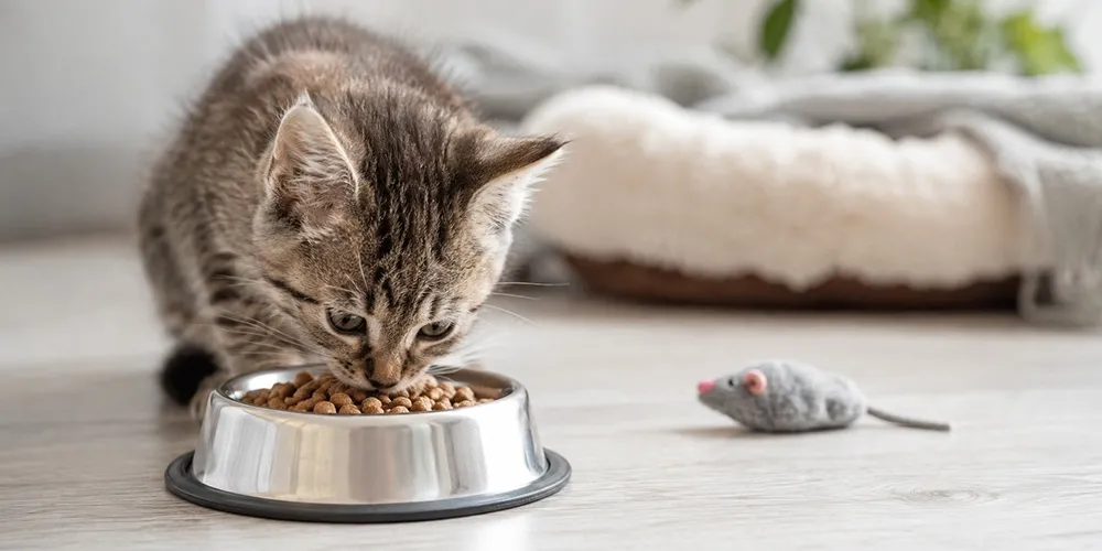 Yavru Kedi Beslenmesi Nasıl Olmalıdır?