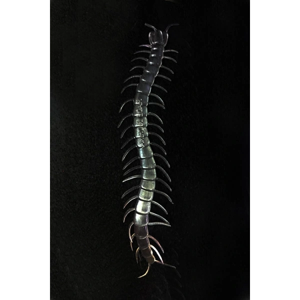 Şeffaf Renk Karanlıkta Parlayan Fosforlu Kırkayak 13 cm 1 Adet