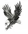 Kartal Geçici Dövme Şablonu Büyük Boy