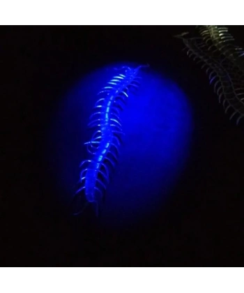 Şeffaf Renk Karanlıkta Parlayan Fosforlu Kırkayak 13 cm 1 Adet