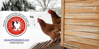 Kümesi Kış Şartları İçin Hazırlayın