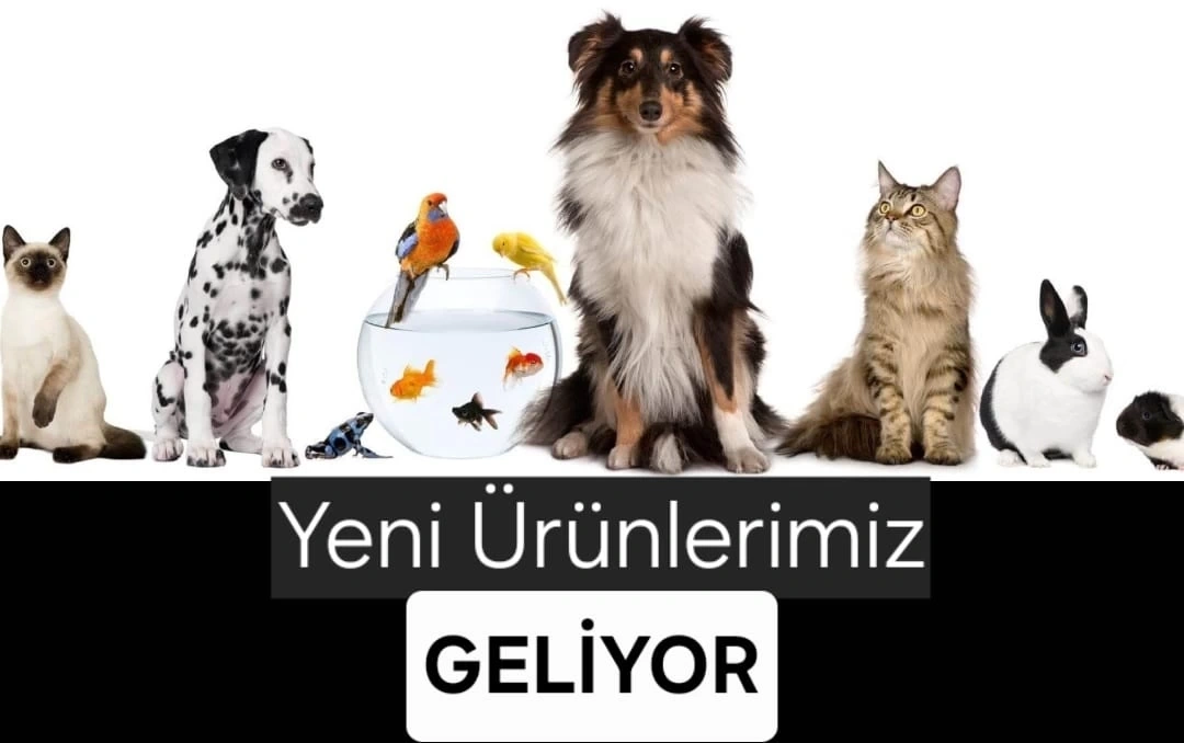 EVCİL HAYVANLARIMIZ