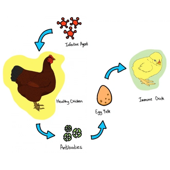 Se+Vit E, Vitamin - Üreme artışı ve Bağışıklık artırıcı Antioksidan vitamin 100ml