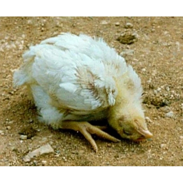 Vitamin Complex - Canlı ağırlık artışı, tüy yeme ve ayak tutulması için - 100ml