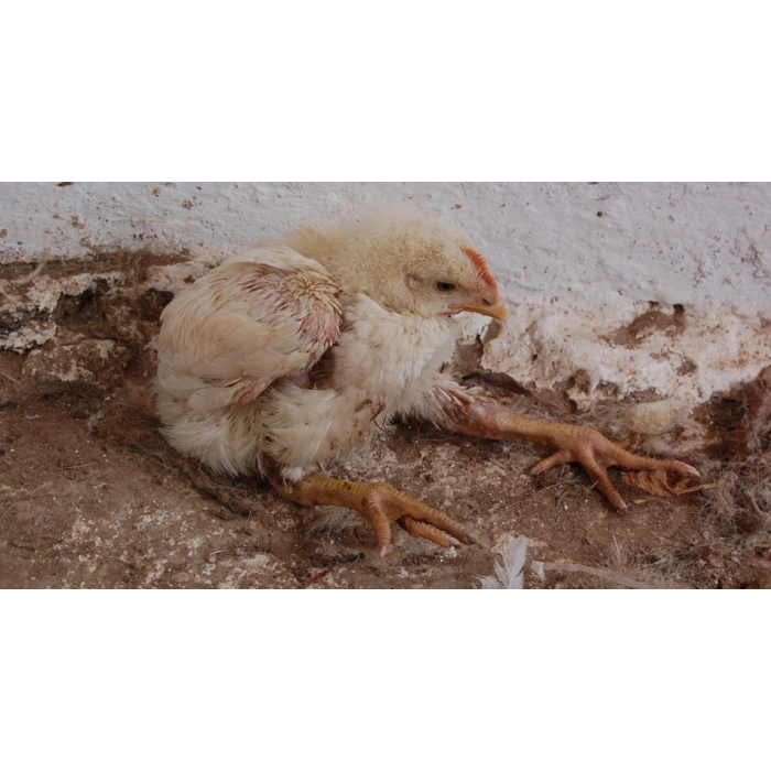 Vitamin Complex - Canlı ağırlık artışı, tüy yeme ve ayak tutulması için - 100ml