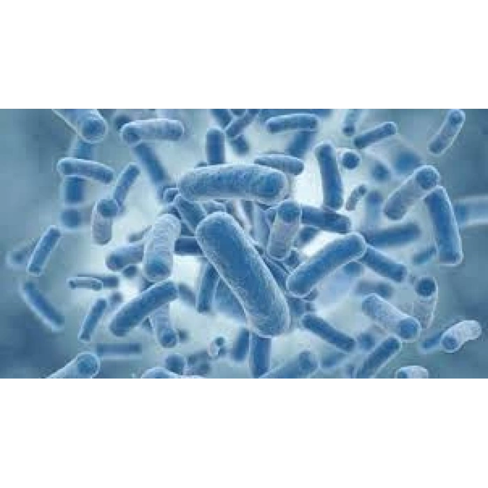 Probiyotik Sıvı - Simbiyotik , Sindirim sistemi düzenleyici - 100ml