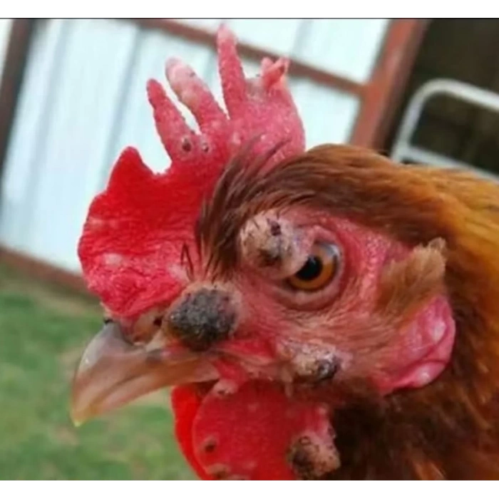 Çiçek Hastalığı Tedavisi için Doğal Antiseptik Sprey -  100ml