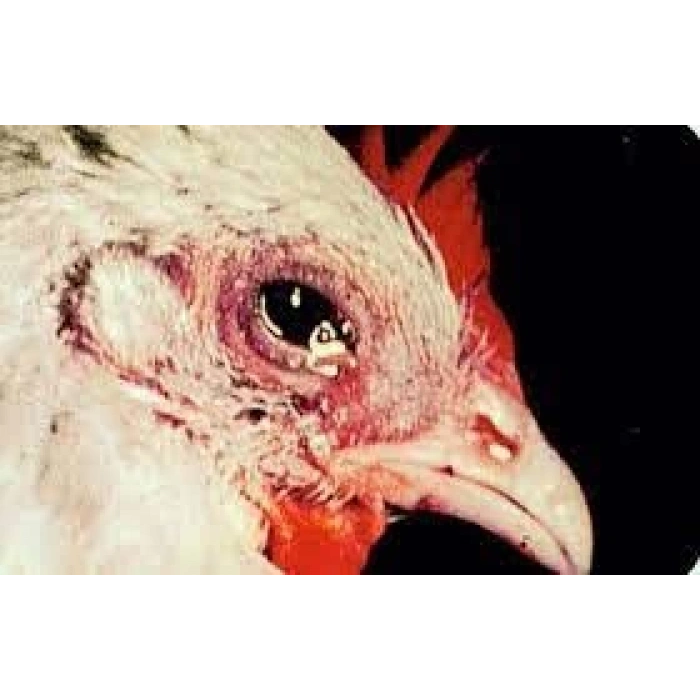 Antiseptik Sprey - Hırıltı giderici -Gözde sulanma, kapanma, şişme, boğazda _100ml