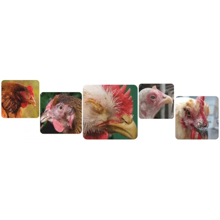 Antiseptik Sprey - Hırıltı giderici -Gözde sulanma, kapanma, şişme, boğazda _100ml