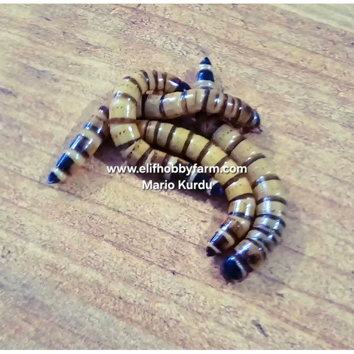 Mario Kurdu Larvası/ Canlı - 1 adet