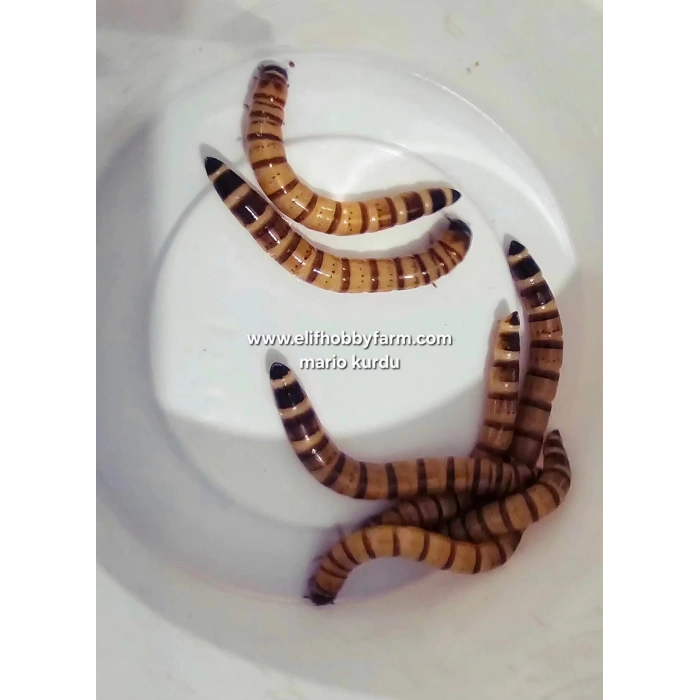 Mario Kurdu Larvası/ Canlı - 1 adet