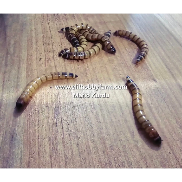 Mario Kurdu Larvası/ Canlı - 1 adet