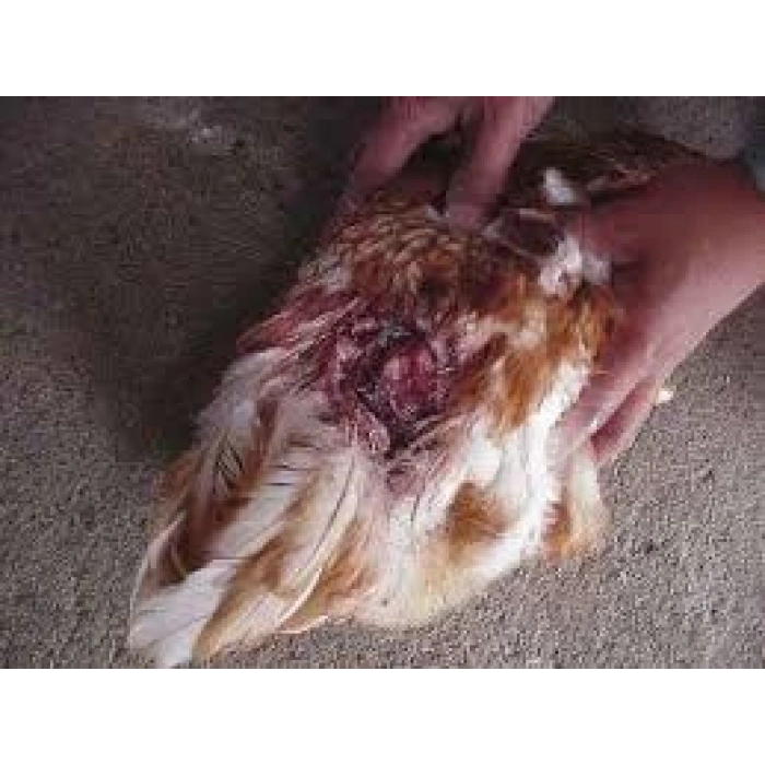 Mavi Deri Sprey, Yaralar için hızlı iyileştiren Antiseptik - 200ml