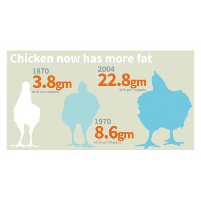 Metabolizma Hızlandırıcı - Yumurta Kanalı Yağlanması Giderici