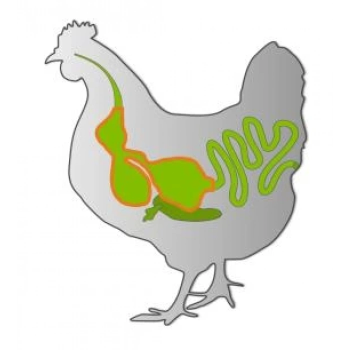 FORTI-PROF, SIVI- Sindirim Güçlendirici - Antibiyotiksiz üretim - Ani Ölüm Riski önleyici100ml