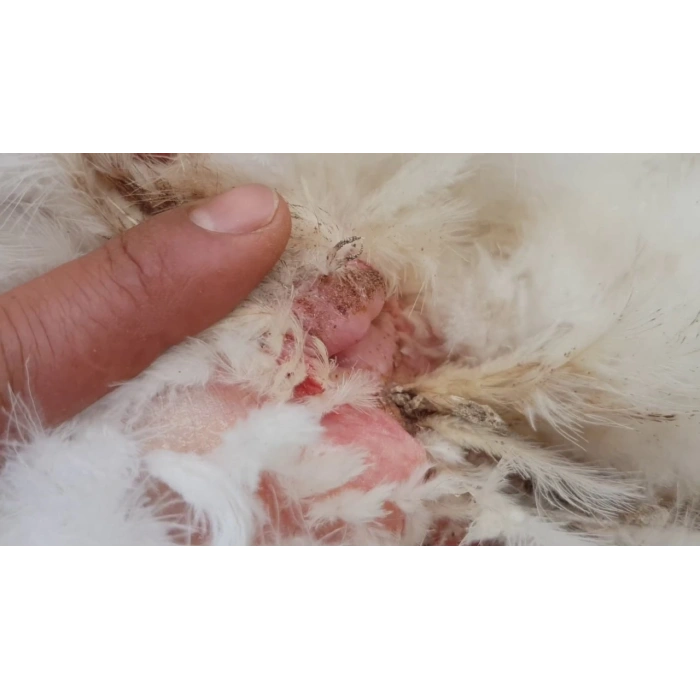 Bit Tozu Doğal - Pire, Kene, Güve, Sinek larvası için Ateş Tozu 500gr