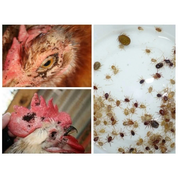 Bit Tozu Doğal - Pire, Kene, Güve, Sinek larvası için Ateş Tozu 500gr