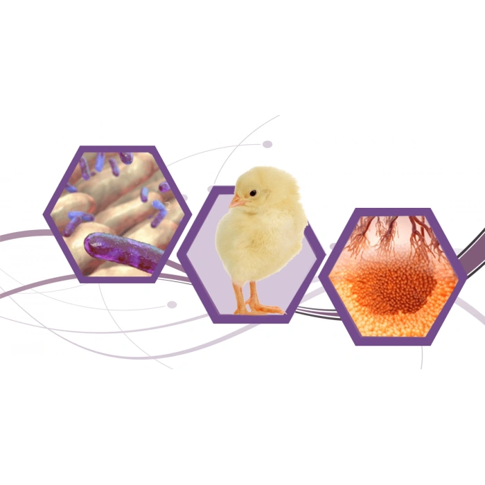 Toksin Bağlayıcı 50 gr - Toz - Yeme Katılır