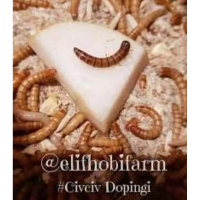 Un Kurdu - Canlı Yem 100gr + (1 alana 1 bedava)