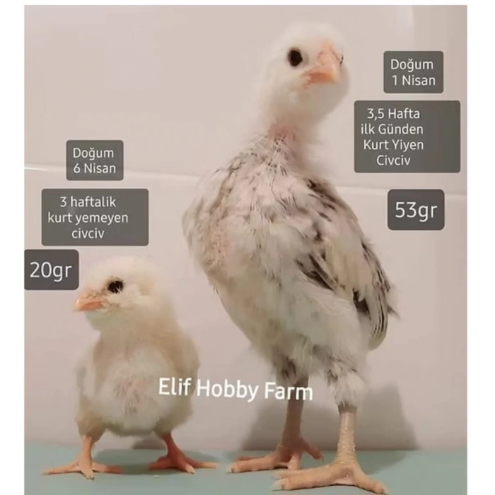 Un Kurdu - Canlı Yem 100gr + (1 alana 1 bedava)