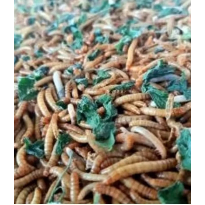 Un Kurdu - Canlı Yem 100gr + (1 alana 1 bedava)