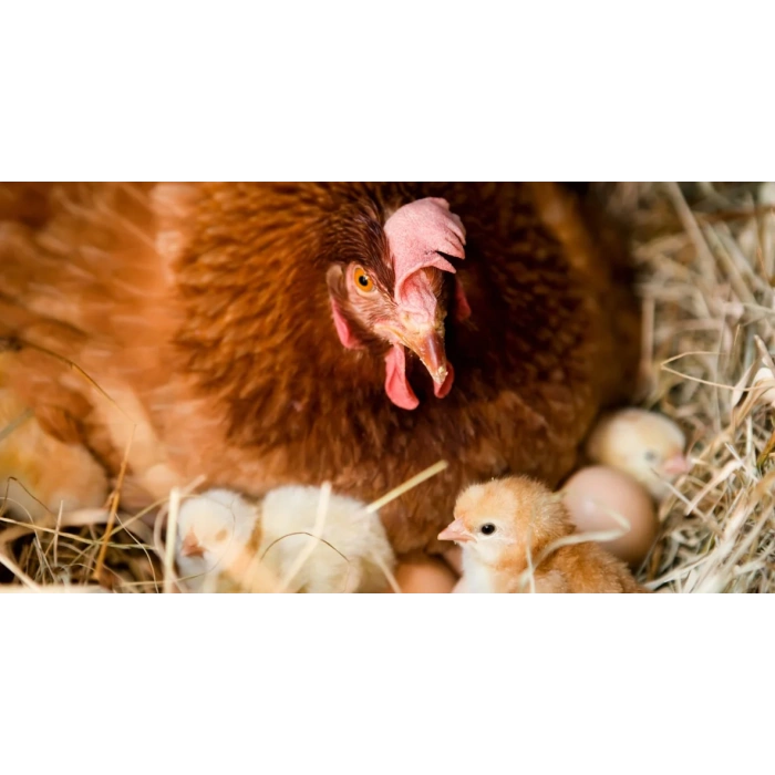 Se+Vit E, Vitamin - Üreme artışı ve Bağışıklık artırıcı Antioksidan vitamin 100ml