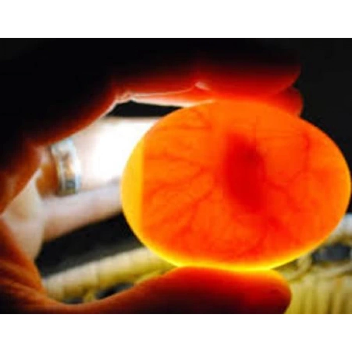 Se+Vit E, Vitamin - Üreme artışı ve Bağışıklık artırıcı Antioksidan vitamin 100ml