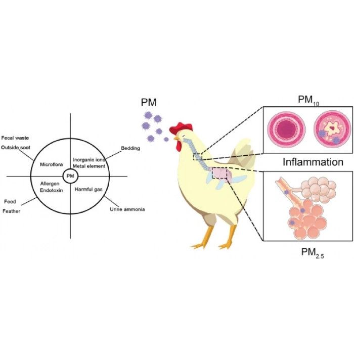 Nefes açıcı -Üst solunum rahatsızlıkları için , balgam söktürücü vitamin - 100ml