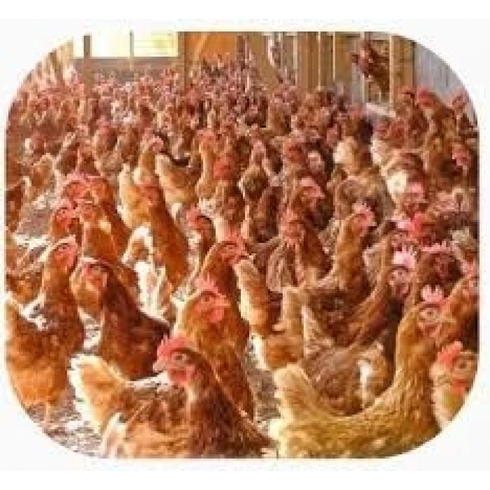 Nefes açıcı -Üst solunum rahatsızlıkları için , balgam söktürücü vitamin - 100ml