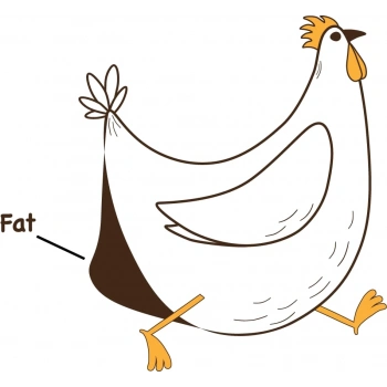 Metabolizma Hızlandırıcı - Yumurta Kanalı Yağlanması Giderici