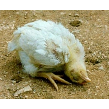 Vitamin Complex - Canlı ağırlık artışı, tüy yeme ve ayak tutulması için - 100ml