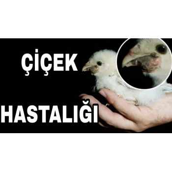 Çiçek Hastalığı Tedavisi için Doğal Antiseptik Sprey -  100ml