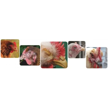 Antiseptik Sprey - Hırıltı giderici -Gözde sulanma, kapanma, şişme, boğazda _100ml