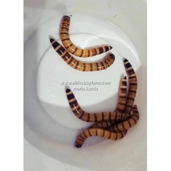 Mario Kurdu Larvası/ Canlı - 1 adet