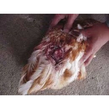 Mavi Deri Sprey, Yaralar için hızlı iyileştiren Antiseptik - 200ml