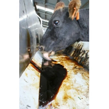 Melas- Pancar melası 10kg