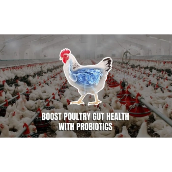 Probiyotik 50 gr - Toz - Yeme Katılır