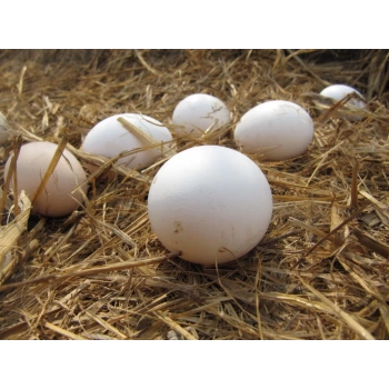 Calferol- Kalsiyum +D3+ magnezyum -Yumurta verimi, kemik yapısı için vitamin - 100ml