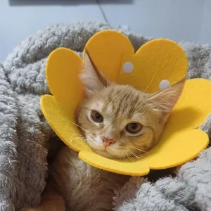 Evcil Hayvan XL Boy Keçe Elizabeth Yakalığı