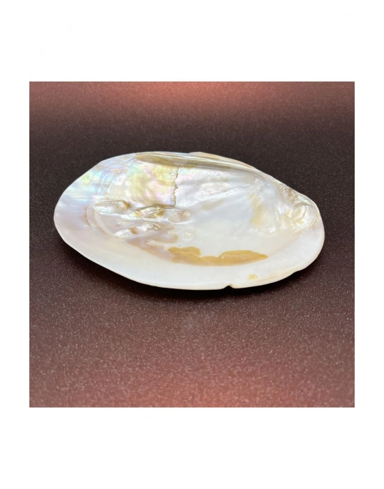 İstiridye Sedef Deniz Kabuğu Kase